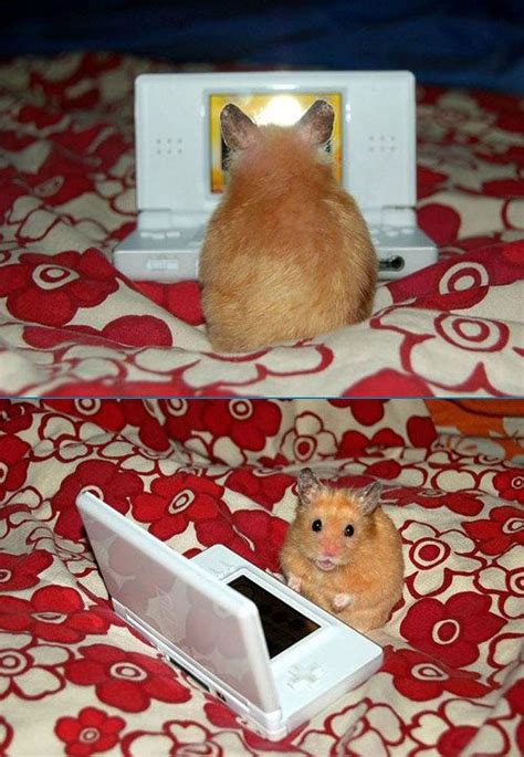 Lolhamsters Are Awesome Cute Animals Cute Hamsters Funny Hamsters