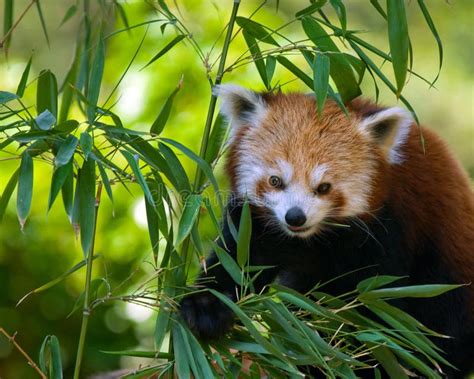 Red Panda On Bamboo Tree Stock Image Image Of Bamboo 10042177