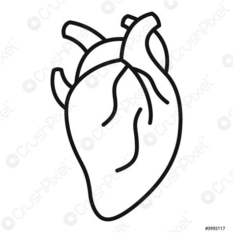 Anatomy Human Heart Icon Outline Style Stock Vector 3992117 Crushpixel