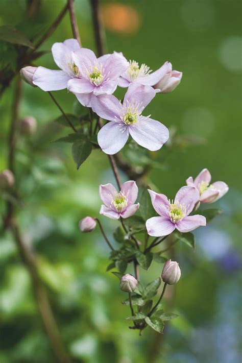 Clematis Montana By The Way Seasonal Flowers Diy Flowers Spring