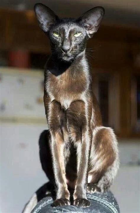 This Beauty Is An Oriental Shorthair Oriental Shorthair Cats