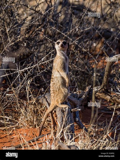 Meerkat Standing Mound Hi Res Stock Photography And Images Alamy