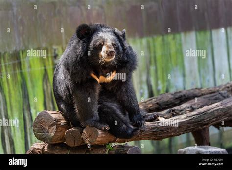 Tibetan Black Bear Hi Res Stock Photography And Images Alamy