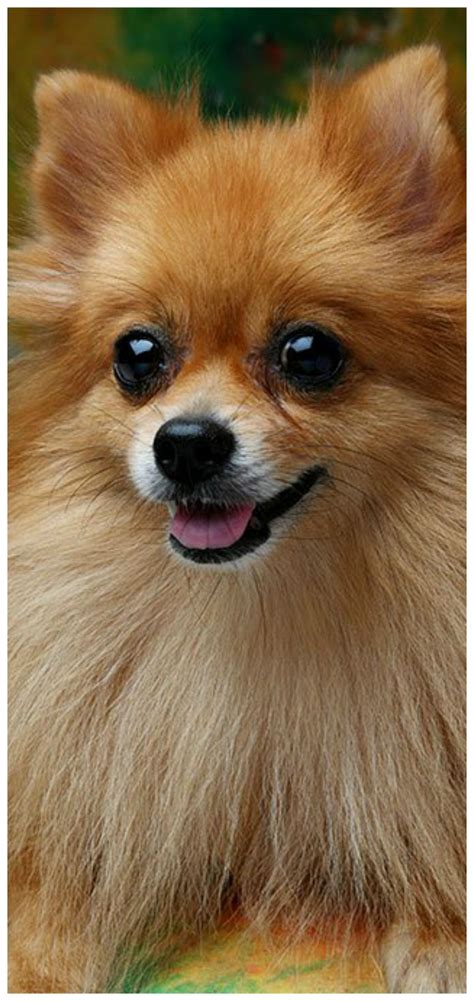 Pomeranian Dog Breed Information Pictures Characteristics And Facts