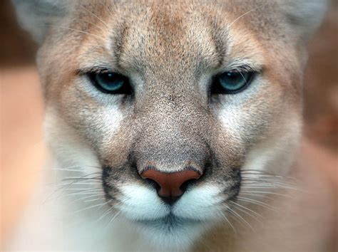 Cougar Closeup Eyes Cougar Hd Wallpaper Peakpx