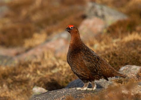 Grouse Definition And Meaning Collins English Dictionary