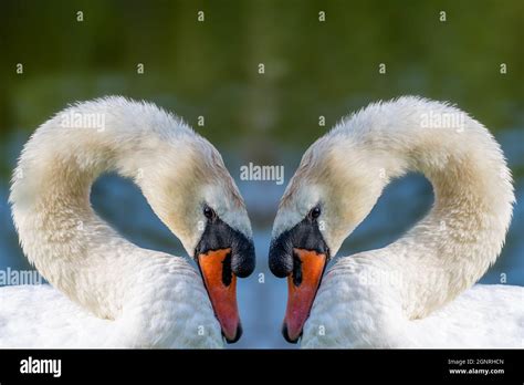 Apareamiento de cisnes mudos fotografías e imágenes de alta resolución