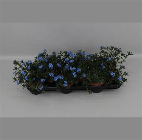 Lithodora Diffusa Heavenly Blue — Plant Wholesale Floraccess