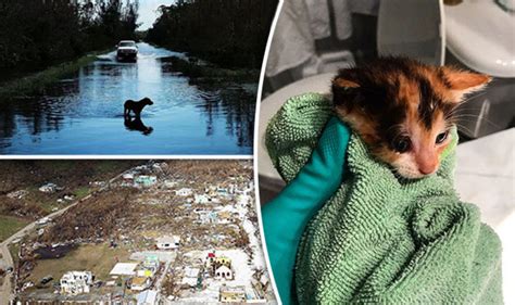 Hurricane Irma Devastation Animals Left Homeless After Owners Forced