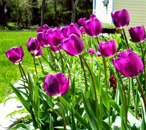 The Northern New York Gardener Tulipsdaffodils And Sunshine