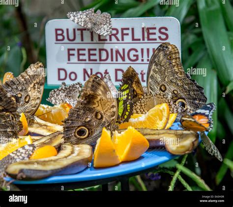 Close Up Of Butterflies Hi Res Stock Photography And Images Alamy