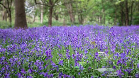 Where To See Bluebells Near London