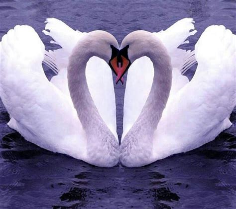 Swan Animal Swan Couple Heart Hd Wallpaper Peakpx