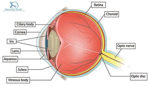 Anatomy Of The Eye Common Eye Condition And Treatment How To Relief