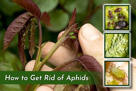 How To Get Rid Of Aphids Organic Labs