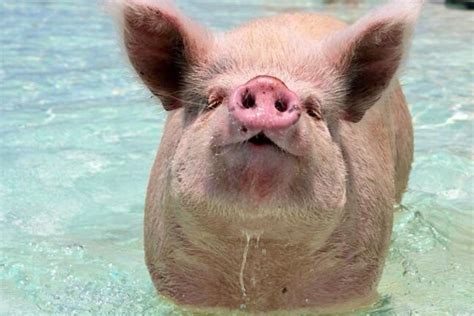 Swimming Pig Happy Animals Cute Animals Pig Island Pig Beach Exuma