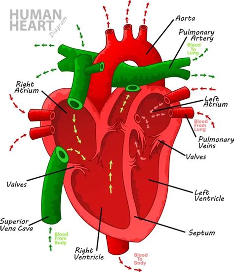 Lidské srdce průřez Stock vektory Royalty Free Lidské srdce průřez Ilustrace Depositphotos