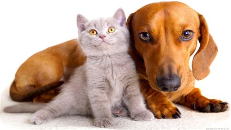 We did not find results for: Small gray cat and dog wallpapers and images - wallpapers, pictures, photos