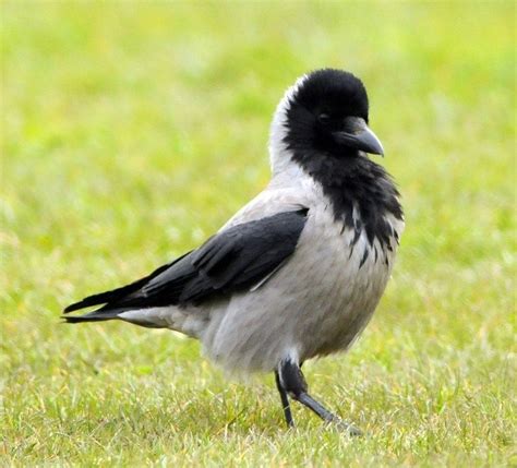 Hooded Crow Alchetron The Free Social Encyclopedia