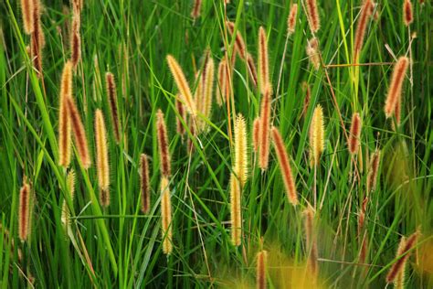 Grass Seed Background Free Stock Photo Public Domain Pictures