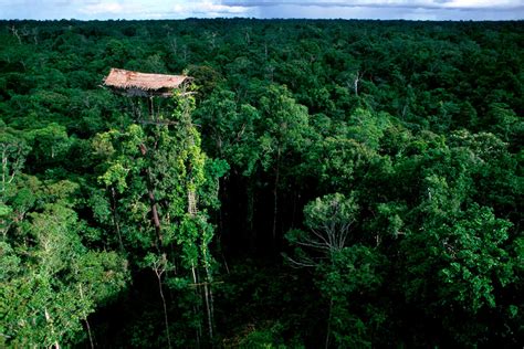 Abandoned Korowai Tribe Treehouse Indonesia Photo One Big Photo