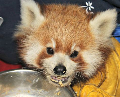 Feeding Time For Red Panda Cubs Zooborns