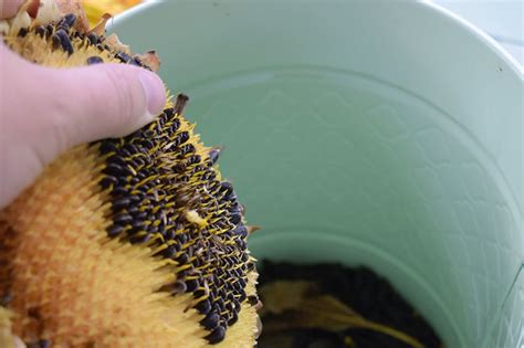 How To Harvest Sunflower Seeds For Planting Roasting And Feeding Birds