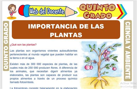 Importancia De Las Plantas Para Quinto Grado De Primaria