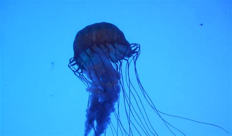 Box Jellyfish Hawaii 5 Things To Know Before You Enter The Water