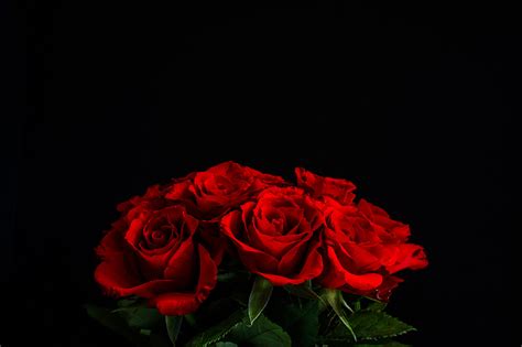 Free Download Red Rose With Black Backgrounds 1024x768 For Your
