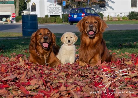 Why buy a golden retriever puppy for sale if you can adopt and save a life? Puppy Tao: How to Find a Red Golden Retriever