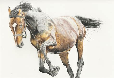 Horse Fine Art Print Colored Pencil Drawing Illustration Art