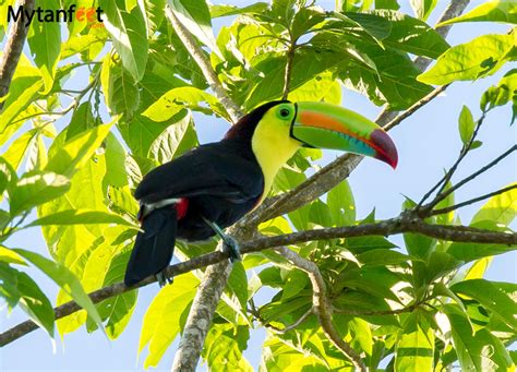 This nation has bewilderingly diverse culture, climates, flora, and fauna, and landscapes range from rainforests, to dry tropical and temperate forests, to volcanoes, to caribbean and pacific beaches, to high mountains, and marshy lowlands. Where to See Toucans in Costa Rica: Best Places and ...