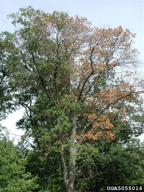 Oak Wilt Bretziella Fagacearum On Northern Red Oak Quercus Rubra