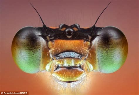 Incredible Close Up Shots Of Insects Daily Mail Online