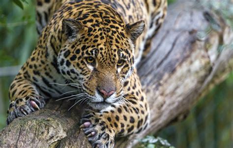 Jaguar Cat Wallpaper Stream Predator Spot Jaguar Profile Walk