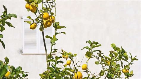 Indoor Lemon Trees Your Complete Care Guide Indoor Gardening