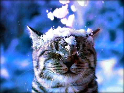 Free Download Cats Winter Winter Hat Snow Boys Children Animals