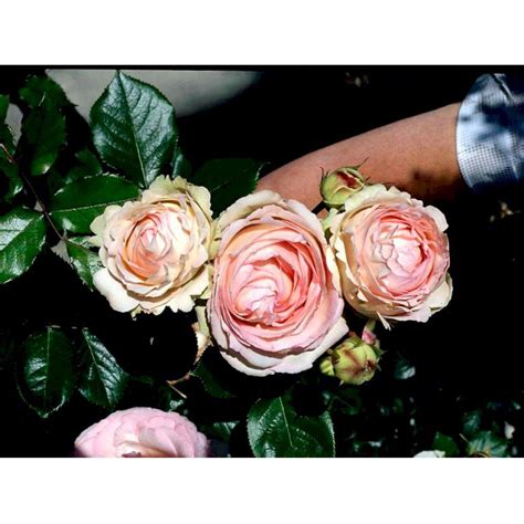 Eden Rose 88 Smuk Rose Med Lyserøde Blomster Plantetorvetdk