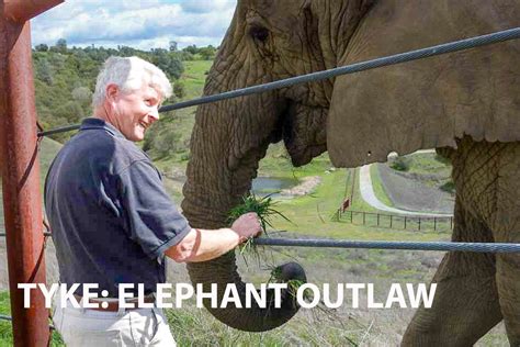 Tyke Elephant Outlaw A Tragic Tale Of Animal Abuse