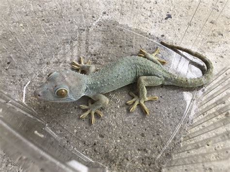 Sold 12 Powder Blue Tokay Geckos Young Adults Faunaclassifieds