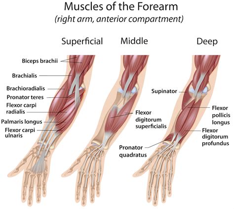 What Causes Tight Forearms Pain Care Clinic Ltd