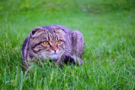 Scottish Fold Cat On The Grass Stock Image Image Of Fresh Spring