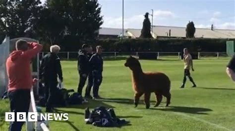 Pitch Invading Alpaca Absolutely Adores Football Bbc News