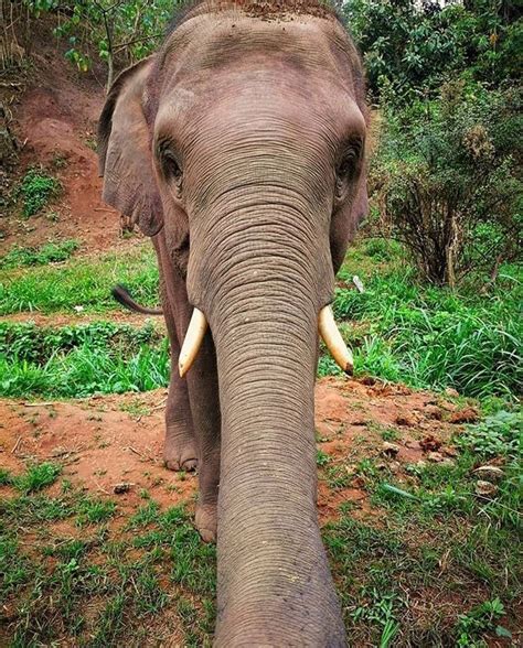 Pin By Jessica Guggenheim On Elephants Elephant Love Elephant Images