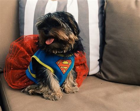 17 Costumes That Prove Shih Tzus Always Win At Halloween