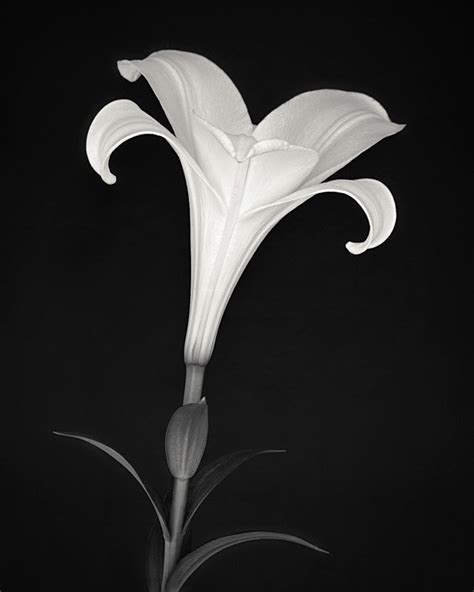 Black And White Photograph Of A Lily Flower