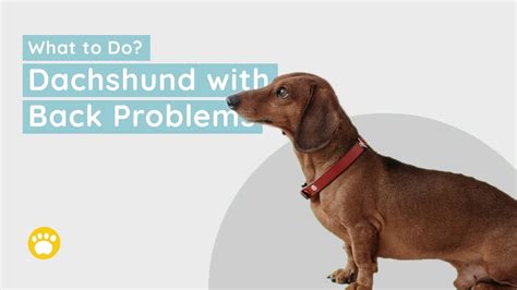 Dachshund With Back Problems What To Do Youtube