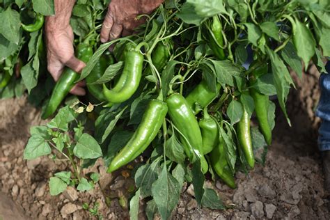 Hatch Vs Pueblo Chiles Whats The Difference — Ready Foods