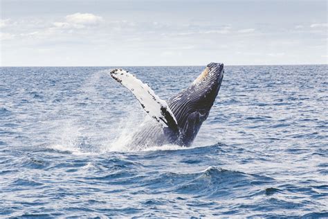 The Best Whale Watching Tours In Nova Scotia Canadacom